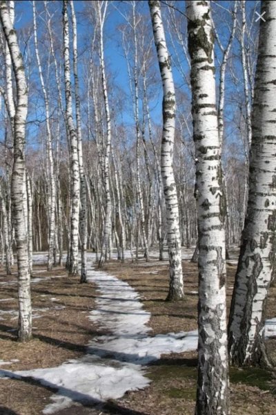 Весна березы