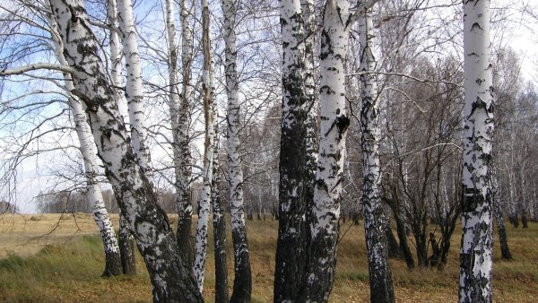 Ствол березы