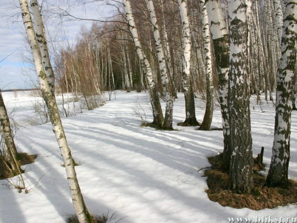 Деревья в марте