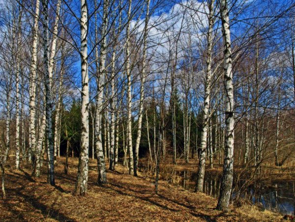 Весна в Березовом лесу