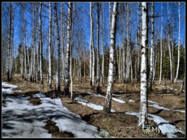 Ранняя Весна березы