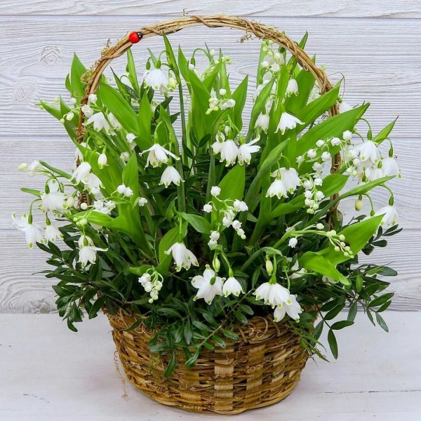 Ландыш сирень Жасмин