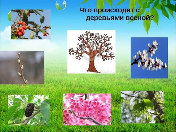 Деревья весной для дошкольников