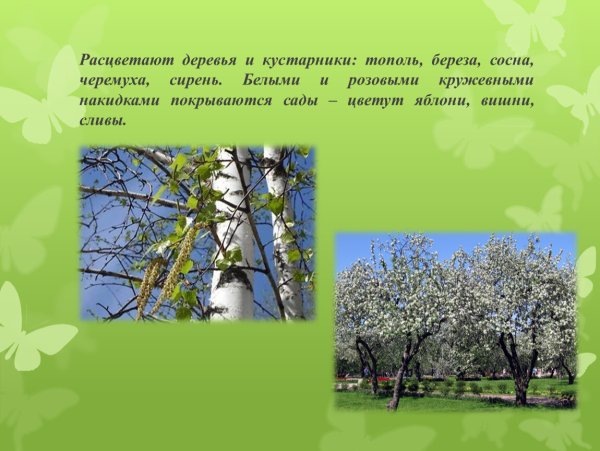 Деревья и кустарники весной