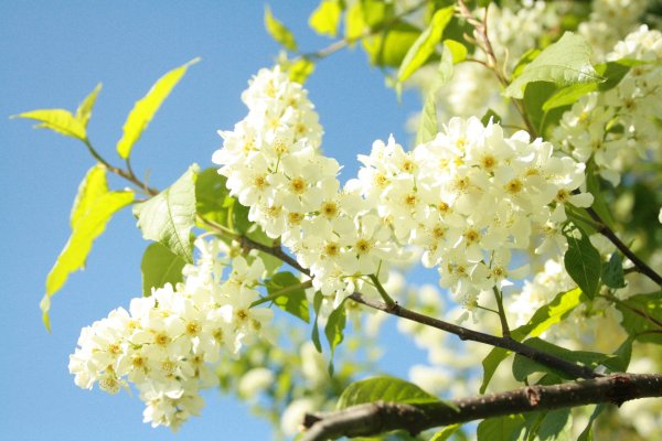 Деревья и кустарники цветущие в мае