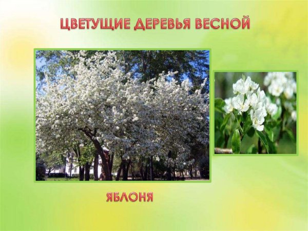 Тема недели весенние деревья