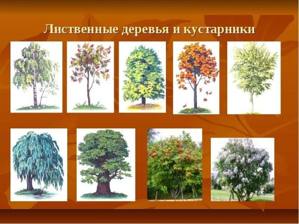 Лиственные деревья для детей