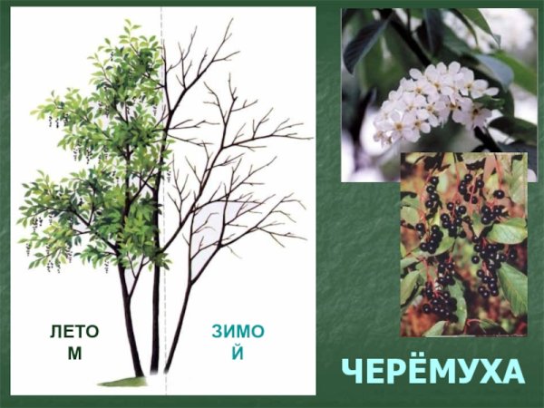 Черемуха дерево зимой