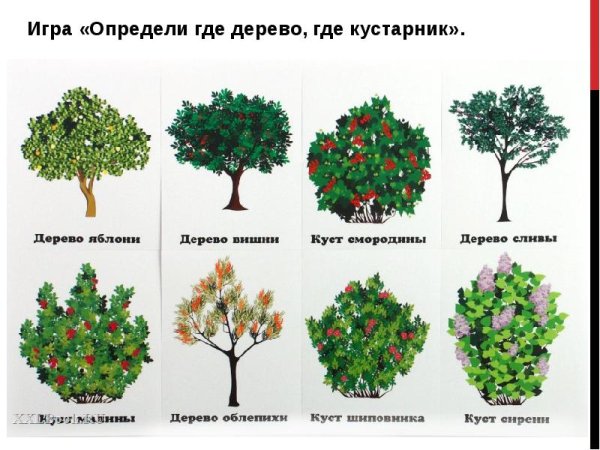 Деревья и кустарники для дошкольников