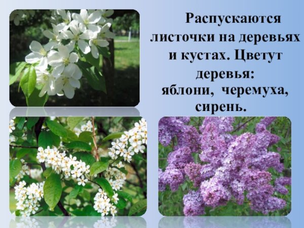 Сирень и черемуха это деревья или кустарники