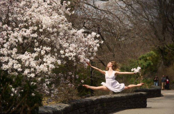 Голубые коты Ирины Зенюк