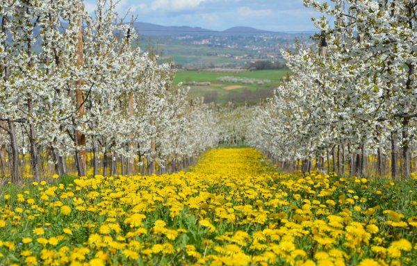 Цветущие сады в Краснодарском крае