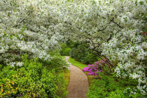 Цветущие сады России черемуха