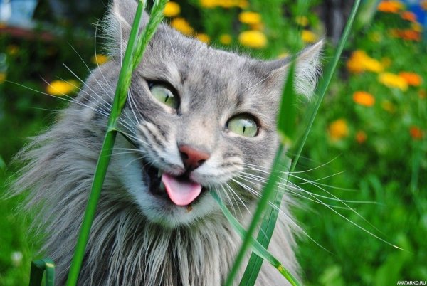 Сказочное лето