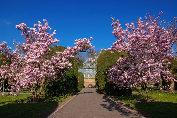 Магнолия цветёт в саду