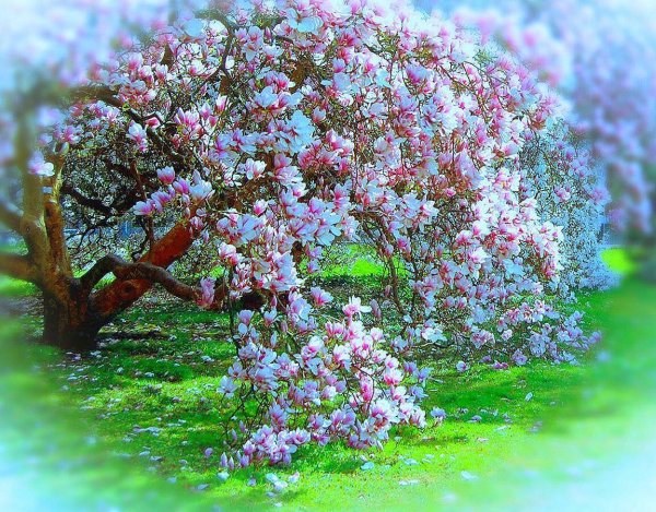 Яблоня красивоцветущая