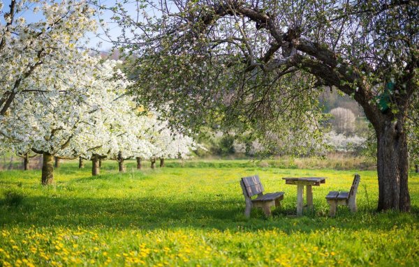 Жаннат манзараси