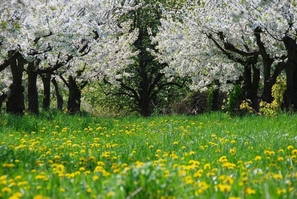 Весна в саду