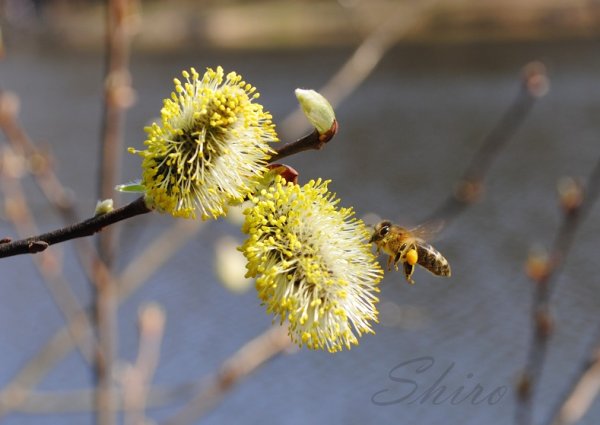 Какая весной всюду красота