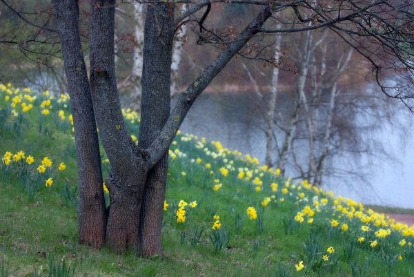 Весенняя природа