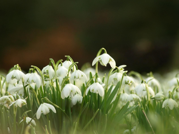 Цветы в снегу