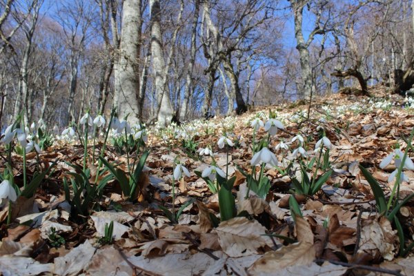 Природа март капель