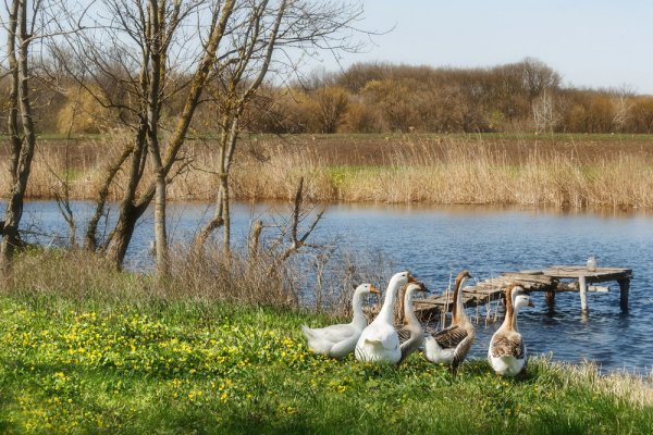 Природа деревня гуси