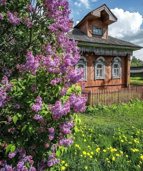 Домик с сиренью в деревне