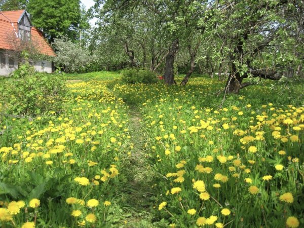 Весна в деревне