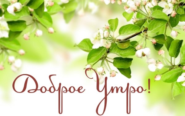 Доброе утро Цветущая яблоня