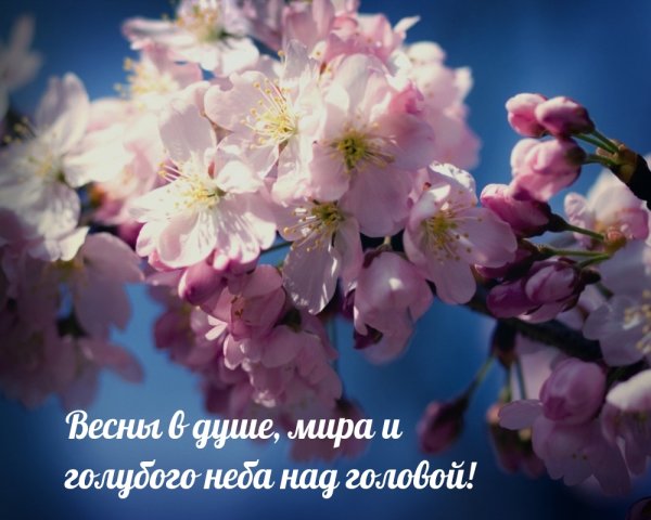 Весенние цветы Сакура