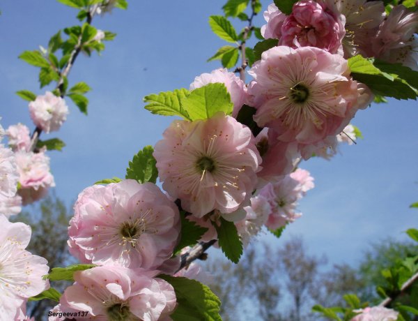 Открытка «Весна»