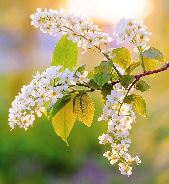 Открытка «Весна»