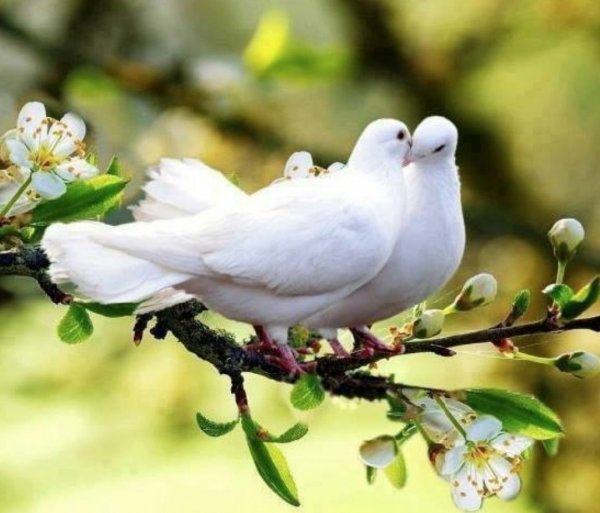 Голубь с веточкой