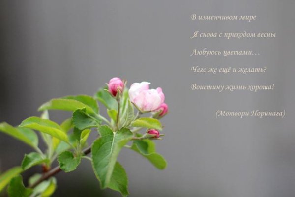 Красивые высказывания о весне