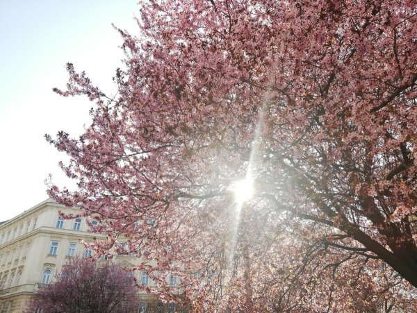 Springtime Австрия