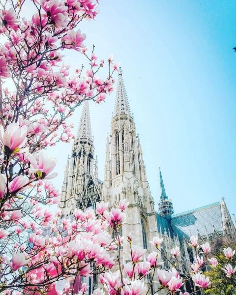 Ааза цветы Чехия