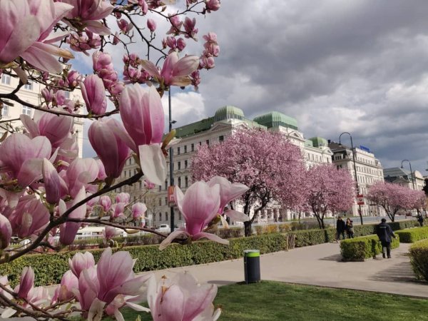 Вена Австрия весной