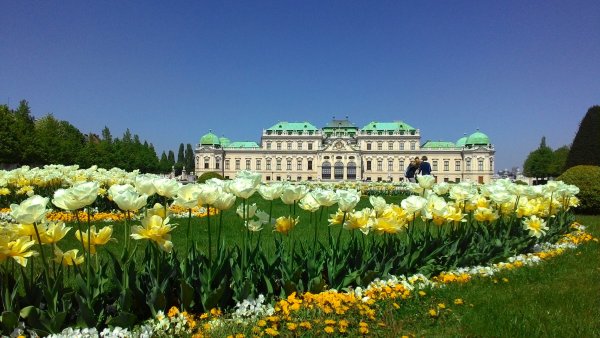 Магнолия Цветущая в Вене