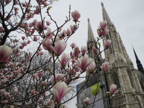 Вена весной фото