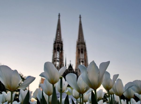 Вена весной