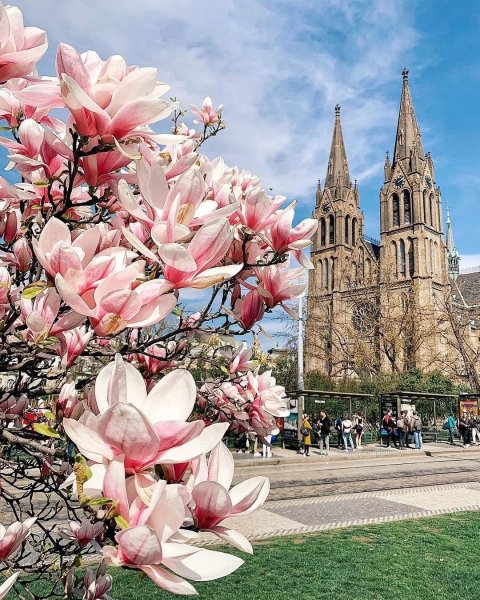 Вена весной