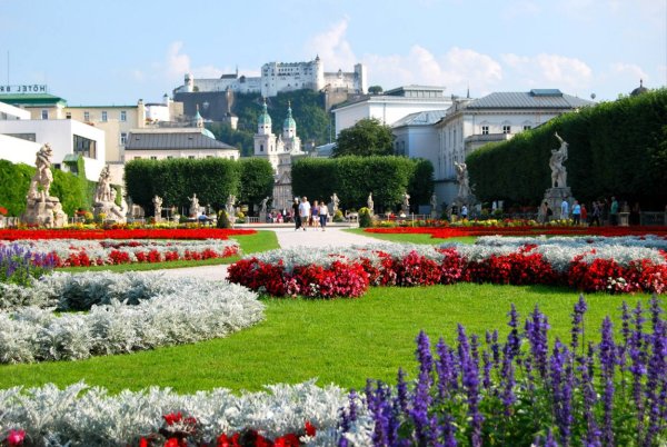 Цветы Вена Австрия