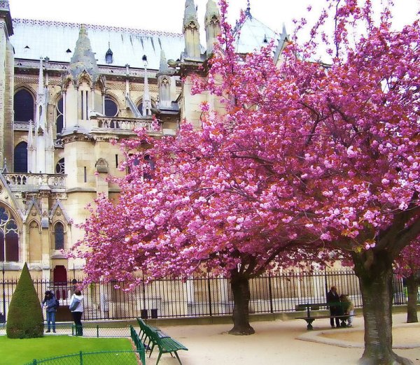 Вена весной фото