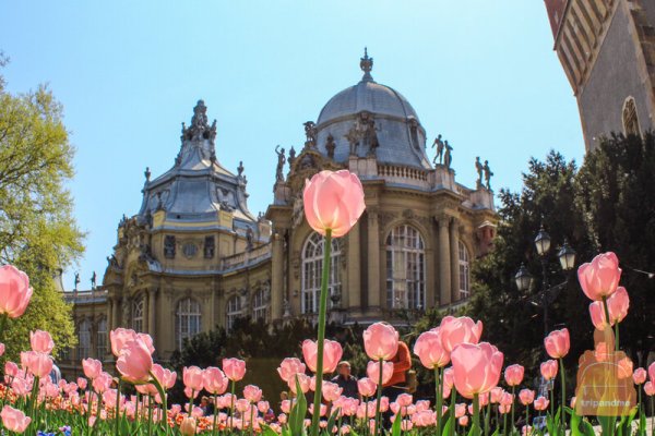 Старинные деревья Пратер парк Австрия Вена