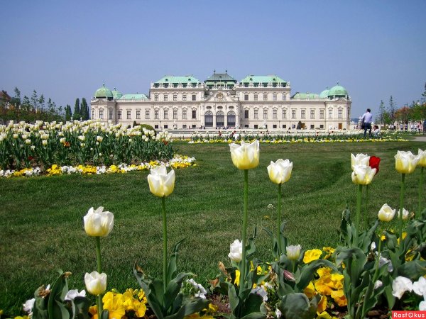 Цветение магнолии в Сочи