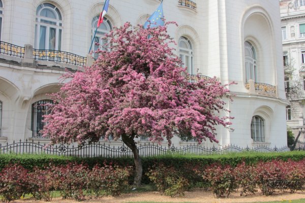 Вена весной