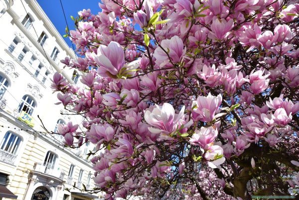 Австрия Вена парк