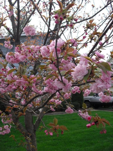 Австрия Вена Весна