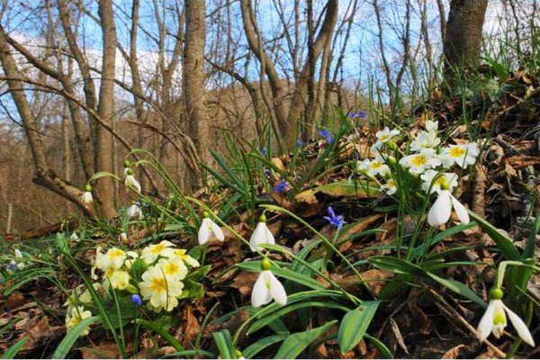 Пейзаж на весеннюю тему